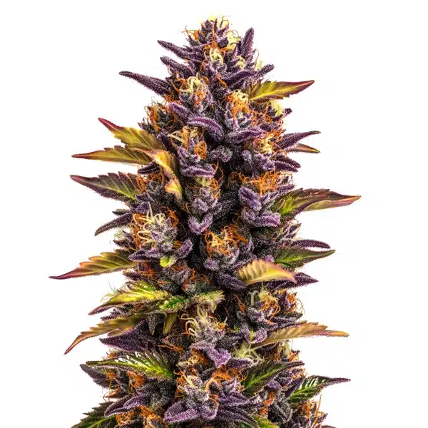 Forbidden-Runtz-Auto