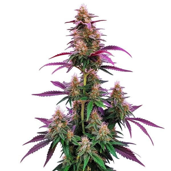 Pink Runtz strain by Blimburn Seeds showcasing vibrant, colorful buds with a fruity aroma. Copyright Blimburn Seeds