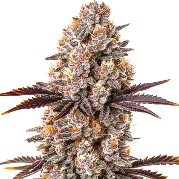 White-Runtz-Cannabis-Extraction-1