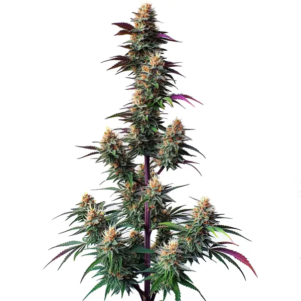 pink_runtz_auto